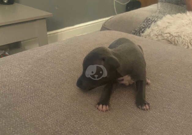 2girls 3boys italian greyhounds for sale in Wigan, Greater Manchester