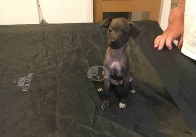 Italian greyhound pup for sale in Leeds, West Yorkshire