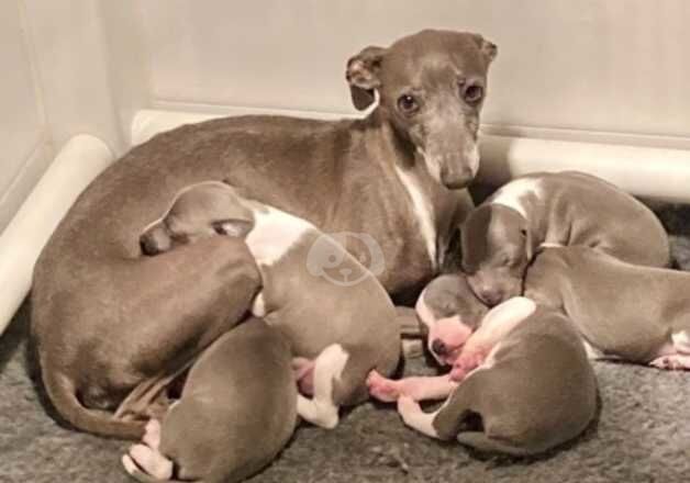 White Greyhounds