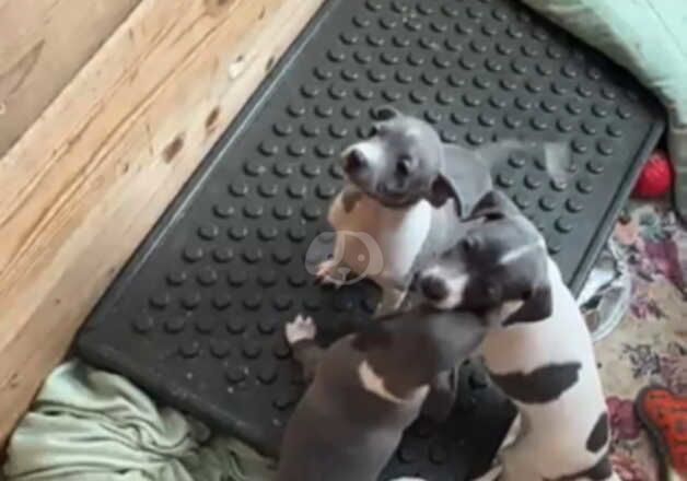 Greyhound Puppies For Sale Under £1,000