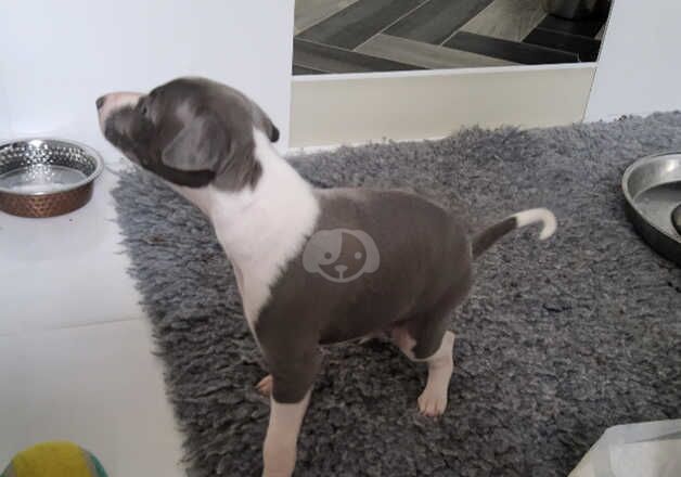 Italian greyhound,boy for sale in Airdrie, North Lanarkshire