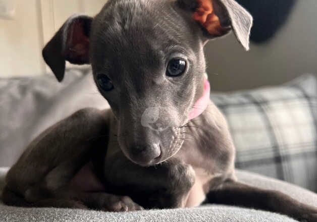 Pedigree Italian greyhound puppies for sale in Barnard Castle, County Durham