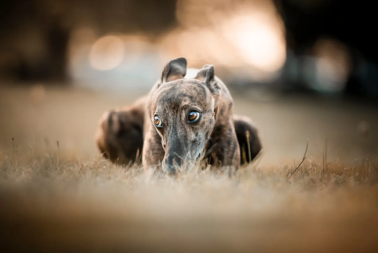 Greyhound Puppies on Greyhound Owners